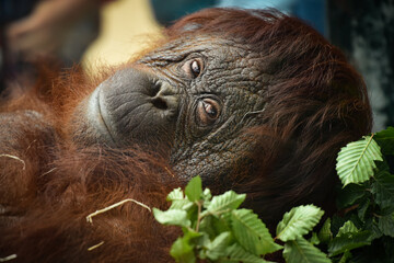 orangutan - obrazy, fototapety, plakaty