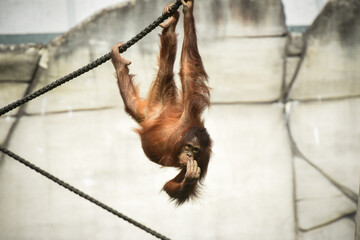 orangutan