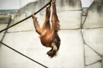 Gardinen Affe orangutan  © AUFORT Jérome