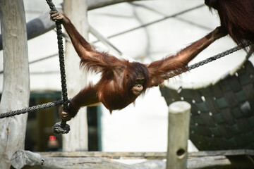 orangutan © AUFORT Jérome