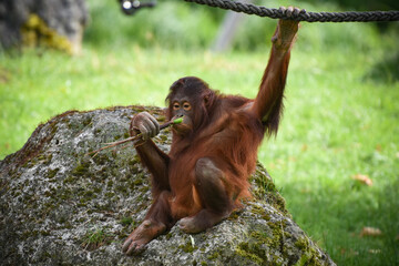 orangutan © AUFORT Jérome