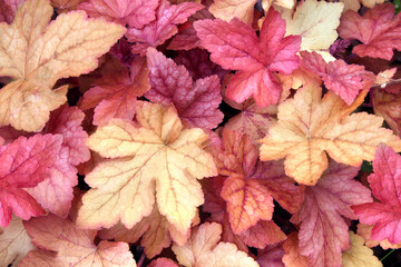 Horizontal nature background with autumn leaves