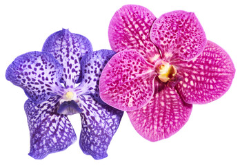 Orchid flowers isolated on white background