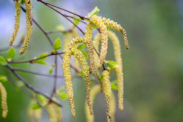 Inflorescence of blossoming birch closeup on a spring day. Birch catkins with green leaves at tree branches. Birch Tree Blossoms. Spring background with green branch.