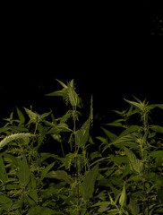 Field of Wild Green Nettle Bushes. Common Nettle - Urtica Doica, Alternative Medicine from Nature. Stinging Nettle on a Black Background.