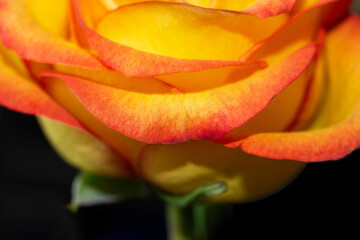 Yellow rose with red edges. Isolated, macro background