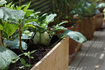 Green vegetables growing on a wooden raised bed on a terrace garden. 