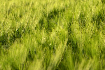 spikelets of green wheat on the field as background