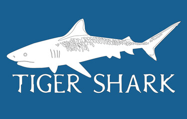 Tiger Shark image with vector text