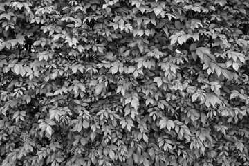 Green leaves background