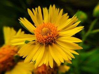 Desert sunflower on the field in summertime
