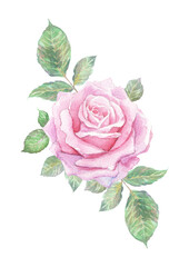 Naklejka premium Hand-painted watercolor pink rose composition