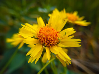  Yellow desert sunflower flower close up