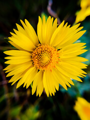 yellow flower in the garden