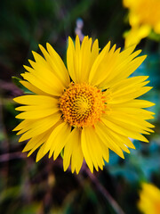 yellow flower in the garden