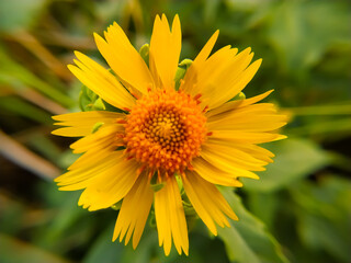 A close-up of a yellow arnica blossom in flower garden..