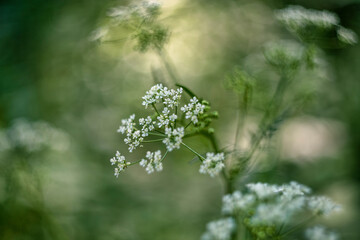 Conium maculatum (the hemlock or poison hemlock)