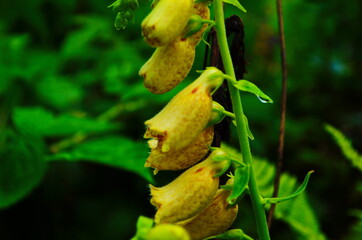 foxglove digitalis purpurea in the garden
