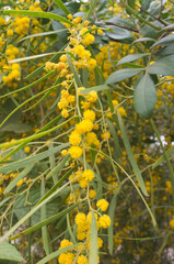 African Mimosa, large yellow inflorescences