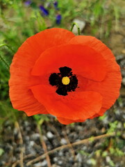 Red poppy flower on a background of green grass, closeup.