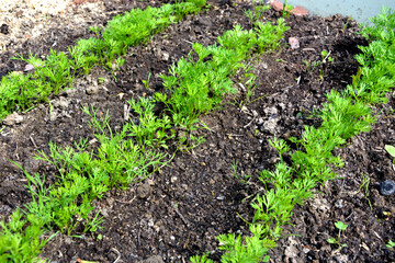 Rows of young carrots. Shoots of carrots in the garden plot.