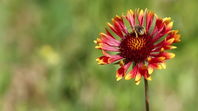 Indian Blanket Flower with Pollinating Bee in slow motion