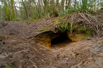 Obraz premium Berrima, New South Wales, Wombat Hole 2