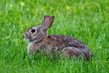 Eastern cottontail rabbit sitting surrounded by green grass