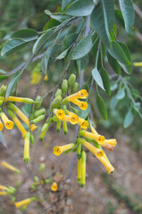 Flowering Hatiora, yellow elongated flowers