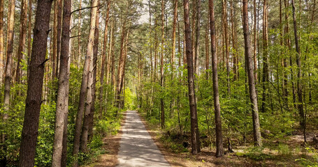 Fototapeta premium Walking road through the forest.