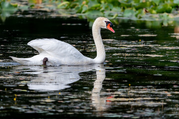 Mute swan swimming through murky green water