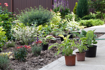 Summer potted flowers before planting in garden .