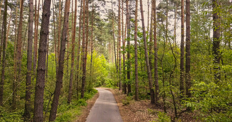 Asphalt forest road for walking.