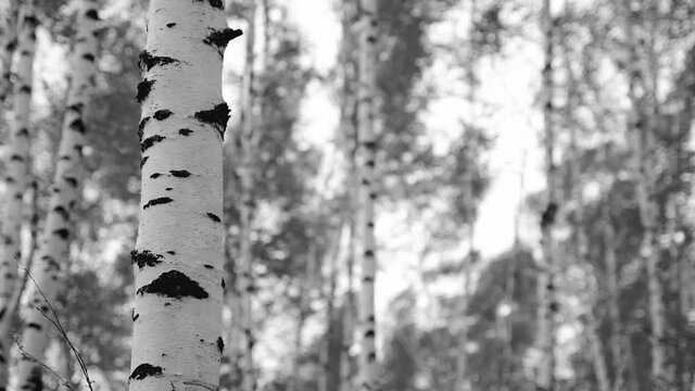 Birch trunk against the background of swaying and defocused trees in a strong wind. Seasonal weather in a birch grove. Abstract. The noise of leaves and wind.  Black and white 4K video.