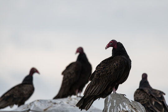 Turkey vulture perched on a rock with three vulture blurred in the background
