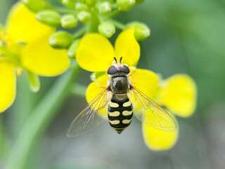 Wasp is sitting on a yellow flower. Macro image. Close-up