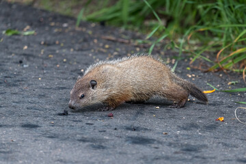 Woodchuck (groundhog) stopping while crossing a path sniff some berries