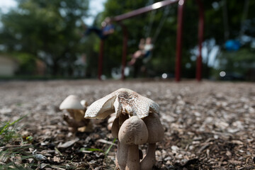Three mushrooms growing out of the some mulch a a playground with some swings blurred in the background