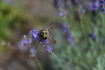 Bee crawling on a lavender flower with blurred flowers in the background