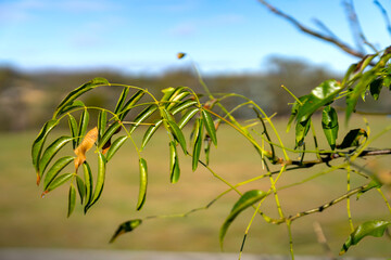 Wild Food Adventures, Truffle Hunt, Southern Highlands 5