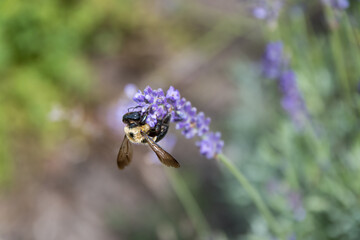 Bee crawling on a lavender flower with blurred flowers in the background