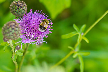 A honey bee collects pollen on a Thistle flower.  A bumblebee sits on a purple flower.