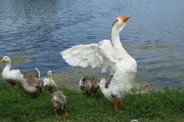 rural view, goose emerged from the water with a group of other geese