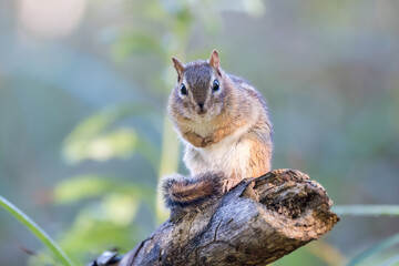 Naklejka na ściany i meble Chipmunk sitting with its tail wrapped around its feet on a branch