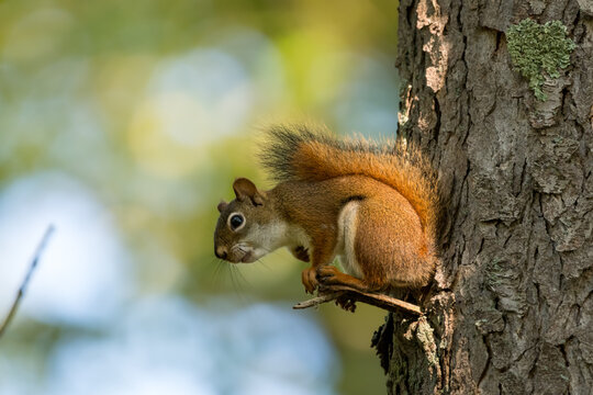 Red squirrel sitting on a small perch on a tree