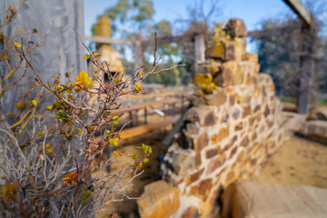 Wild Food Adventures, Truffle Hunt, Southern Highlands 14
