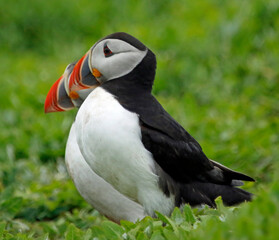 Atlantic puffins on the Farnes Islands UK