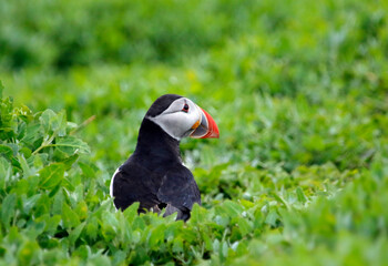 Atlantic puffins on the Farnes Islands UK