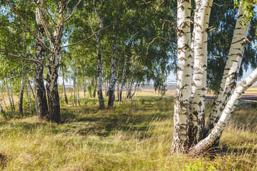Beautiful summer scene with birch trees growing in birch grove on sunny morning.