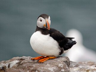 Fototapeta premium Atlantic puffins on the Farnes Islands UK
